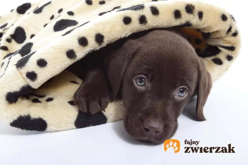 Zdrowie psa a burczenie