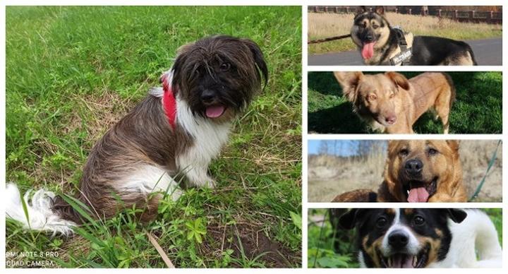 Zdrowie psów a sól