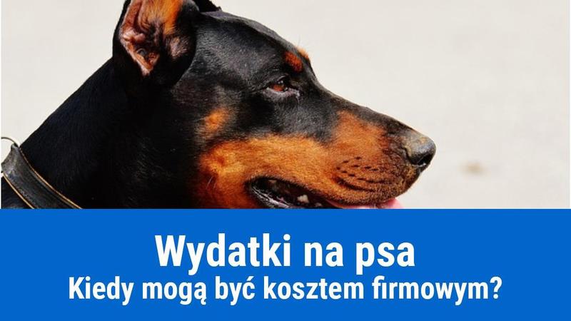 Żywienie psa koszty