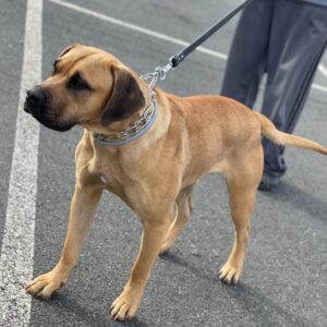 Boerboel – kluczowe informacje o tej wyjątkowej rasie psa