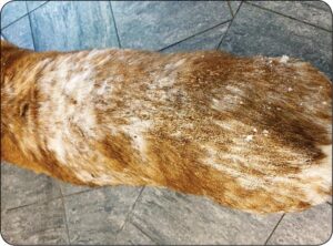 Chłoniak u psa – jak rozpoznać objawy i skutecznie przeprowadzić diagnozę oraz leczenie?