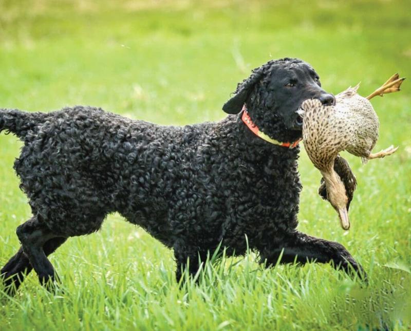 Curly Coated Retriever – fascynująca charakterystyka i opis rasy