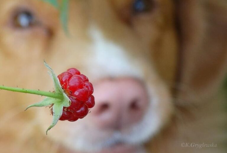 Czy maliny są dobre dla psów? Sprawdź, co warto wiedzieć o ich szkodliwości