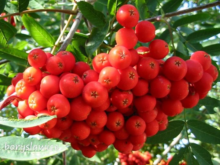 Czy pies może jeść jarzębinę? Sprawdzamy to razem!