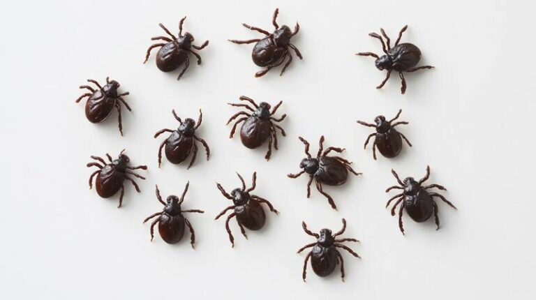 Dlaczego kleszczy przybywa? Odpowiadamy i podpowiadamy, jak skutecznie się bronić