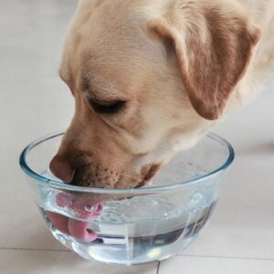 Jak długo może żyć pies z niewydolnością nerek? Odpowiedzi szukamy w medycynie weterynaryjnej