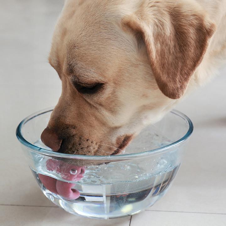 Jak długo może żyć pies z niewydolnością nerek? Odpowiedzi szukamy w medycynie weterynaryjnej