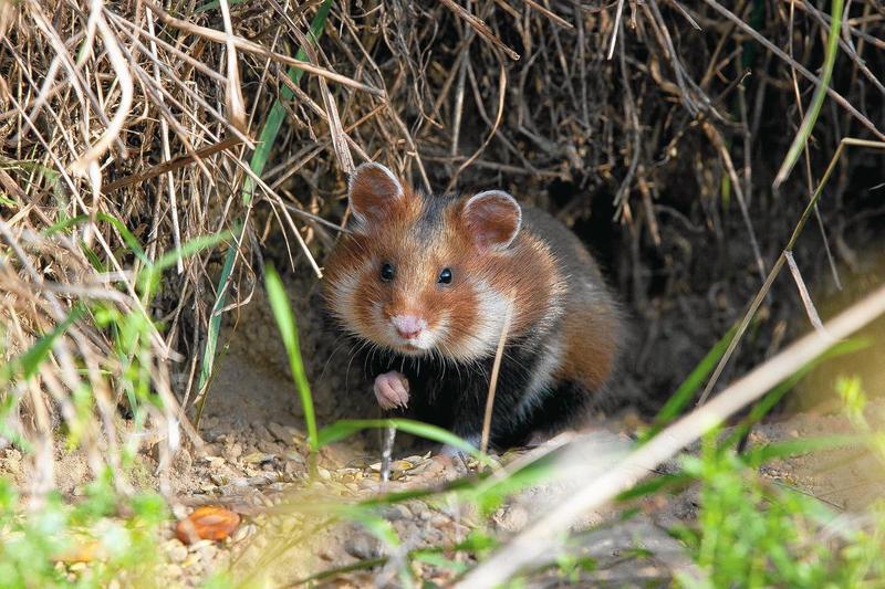 Kiedy można oddzielić małe chomiki od matki? Poradnik dla opiekunów