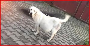 Niepokojące sygnały wodobrzusza u psa – jak rozpoznać zagrożenie dla zdrowia twojego pupila?