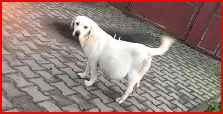 Niepokojące sygnały wodobrzusza u psa – jak rozpoznać zagrożenie dla zdrowia twojego pupila?