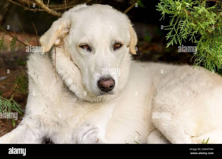 Odkryj Maremma Sheepdog: Charakterystyka i Opis Rasy, Który Zadziwia