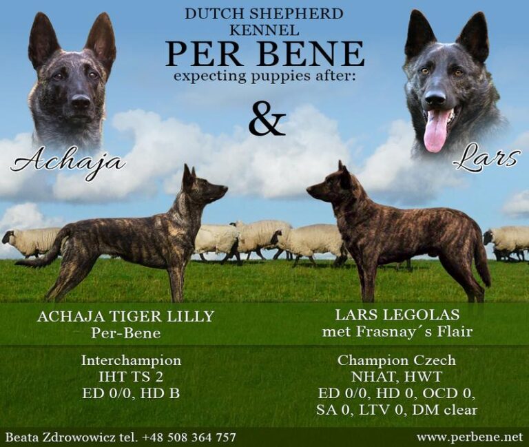 Odkrywając tajemnice: charakterystyka i opis rasy dutch shepherd