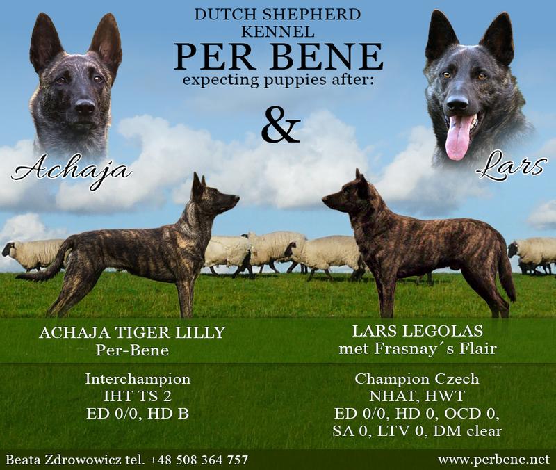 Odkrywając tajemnice: charakterystyka i opis rasy dutch shepherd