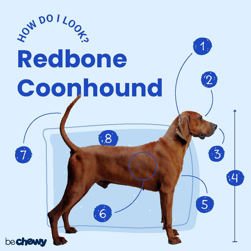 Redbone Coonhound – odkryj charakterystykę i niezwykły opis rasy tego wyjątkowego psa