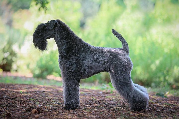 Zupełnie wyjątkowy kerry blue terrier – charakterystyka i opis rasy, który zachwyca
