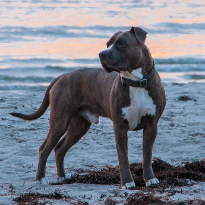 Amerykański Staffordshire Terrier
