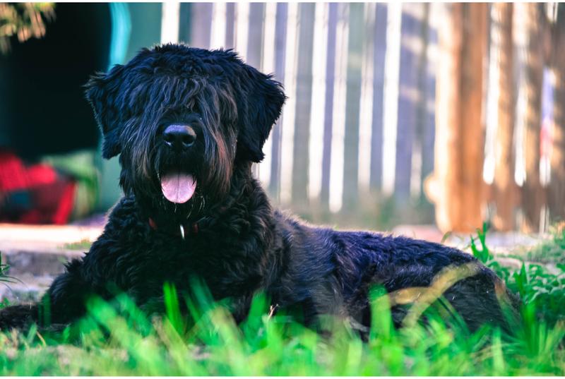 Bouvier des Flandres charakterystyka rasy