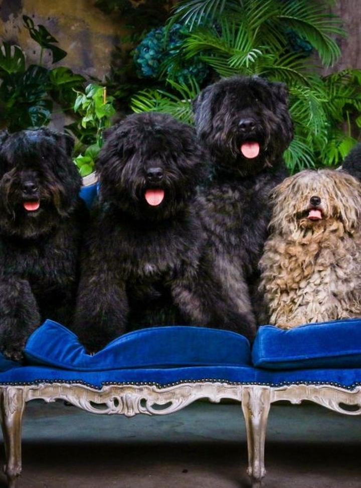 Bouvier des Flandres historia i pochodzenie