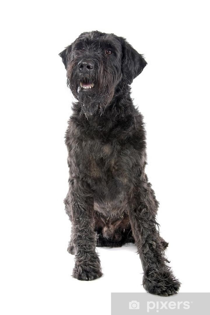 Bouvier des Flandres pielęgnacja i zdrowie