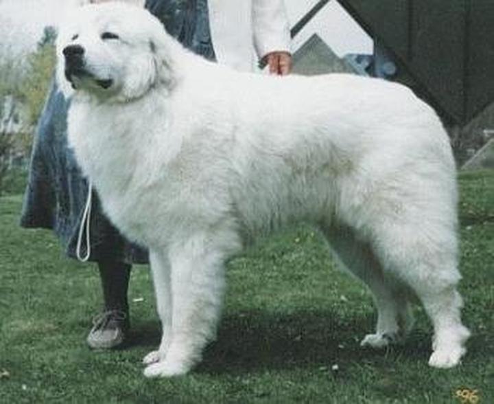 Charakterystyka pyrenean mastiff