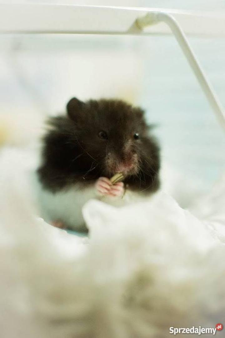 Chomiki długowłose pielęgnacja