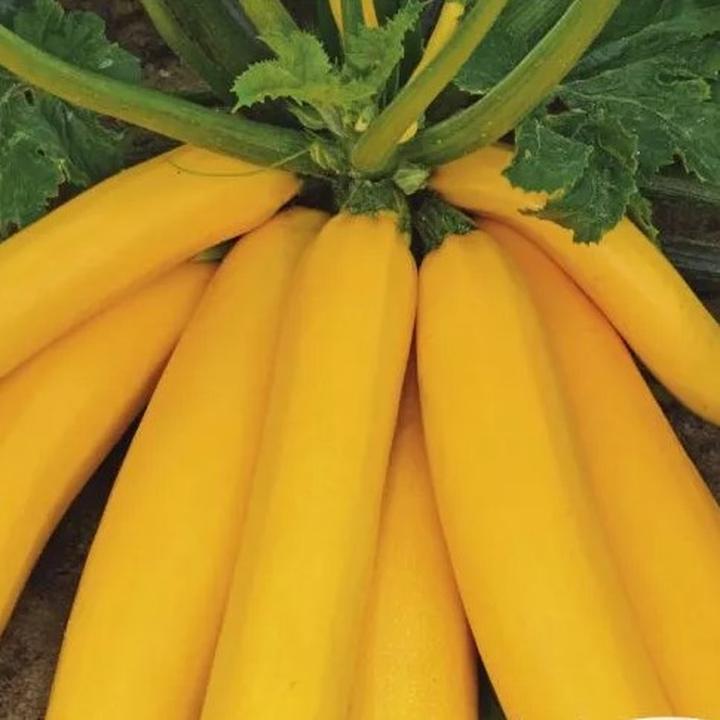 Cukinia w diecie psa