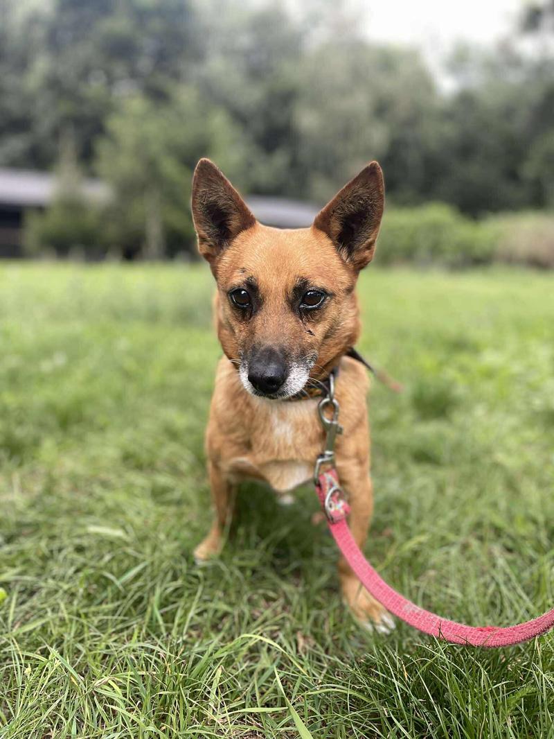 Czy pies może jeść bigos