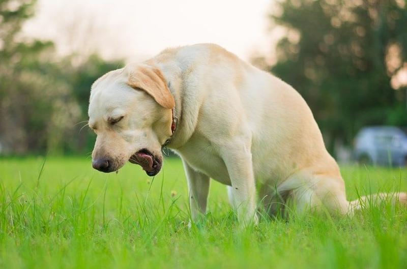 Diagnostyka kaszlu u psa