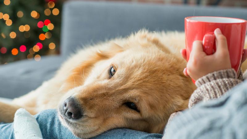 Diagnostyka udaru mózgu u psa