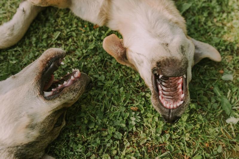 Genetyka a temperament psów