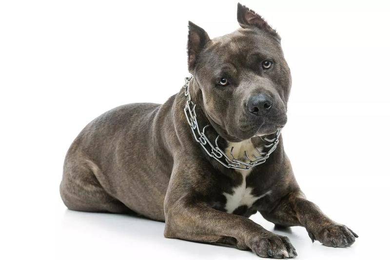 Historia i pochodzenie rasy