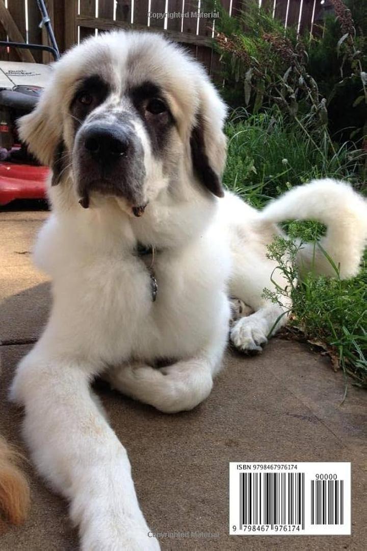 Historia rasy pyrenean mastiff