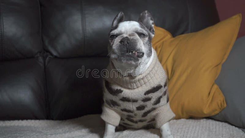 Kaszel u starszych psów