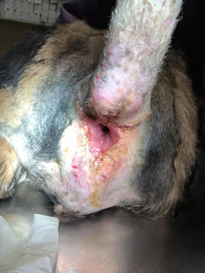 Leczenie i zapobieganie u psa