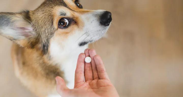 Naturalne metody łagodzenia bólu u psów