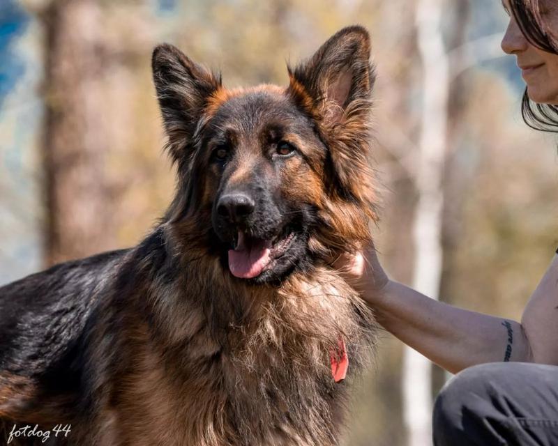 Niebezpieczne składniki dla psów
