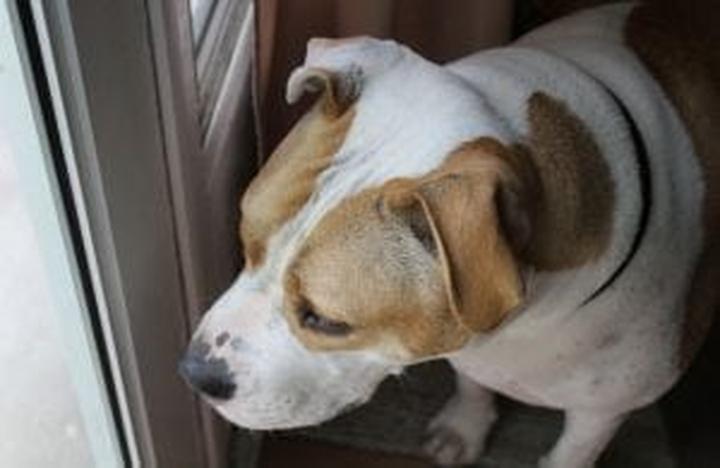 Objawy przebiałkowania u psa