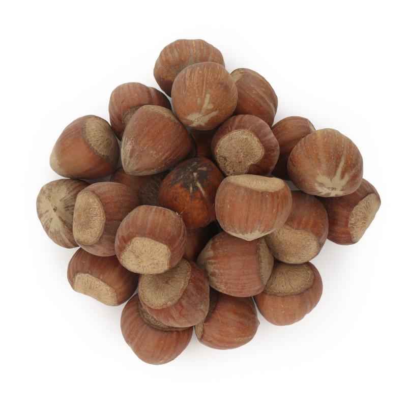 Orzechy laskowe dla chomików