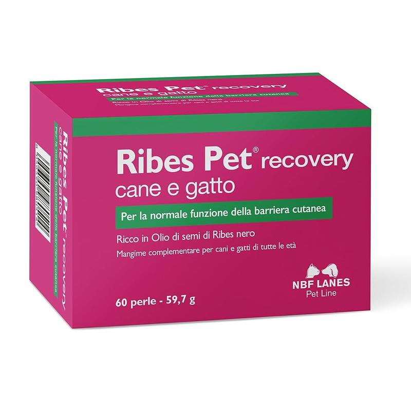 Owoce bezpieczne dla psów