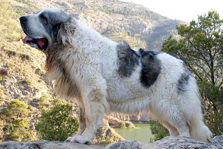 Pielęgnacja pyrenean mastiff