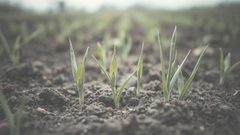 Profilaktyka pasożytów u pupili