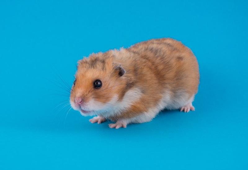 Przygotowanie mieszkania dla chomika