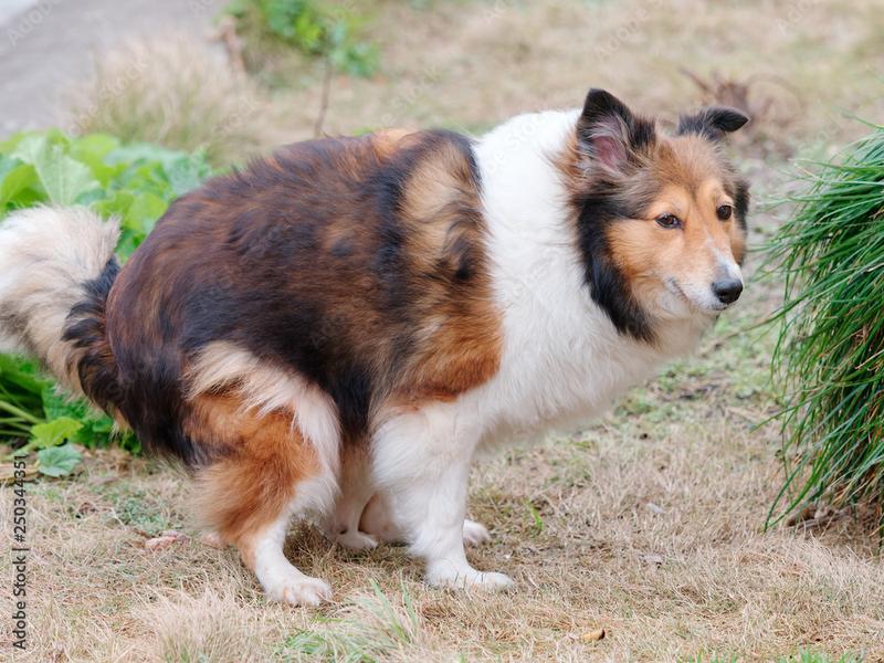 Rasa psów rodzinnych