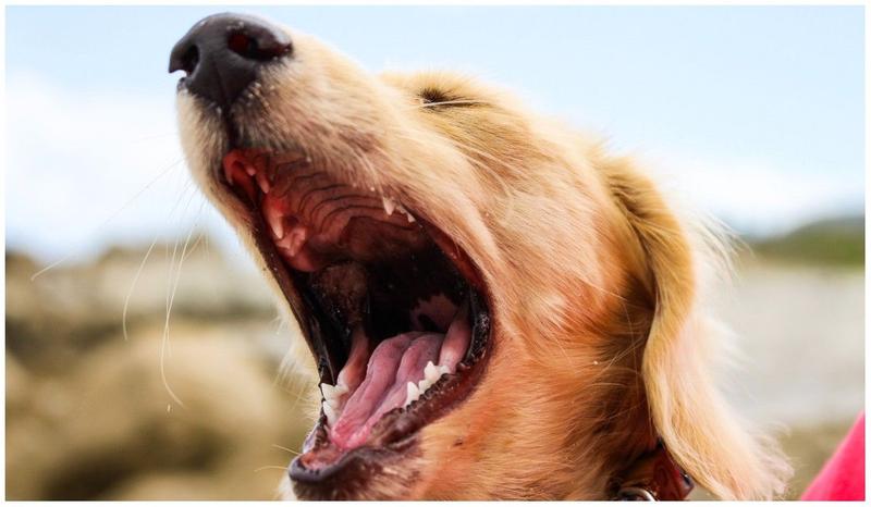 Rasy psów z ciemnym podniebieniem