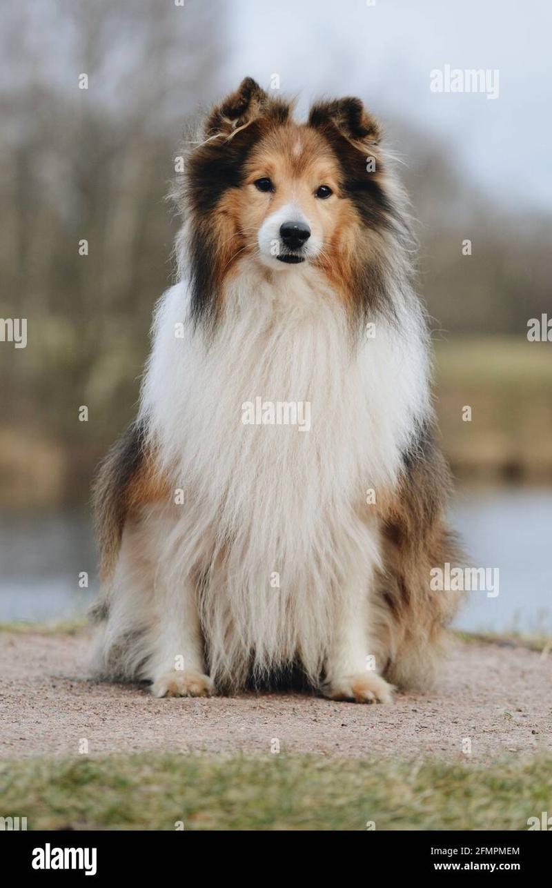 Shetland Sheepdog temperament