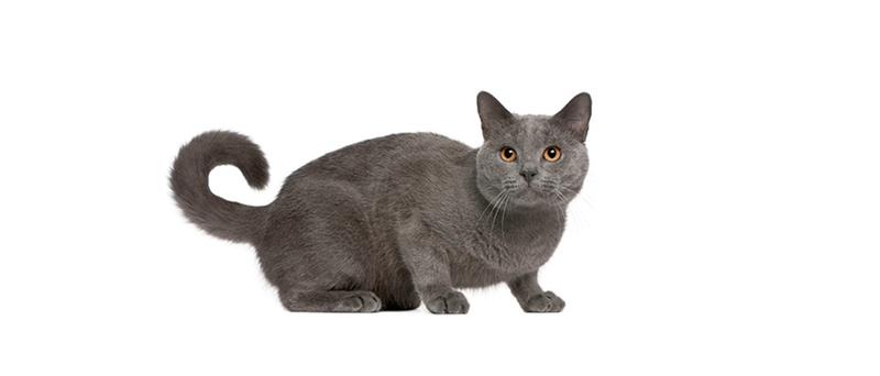 Środowisko domowe kota