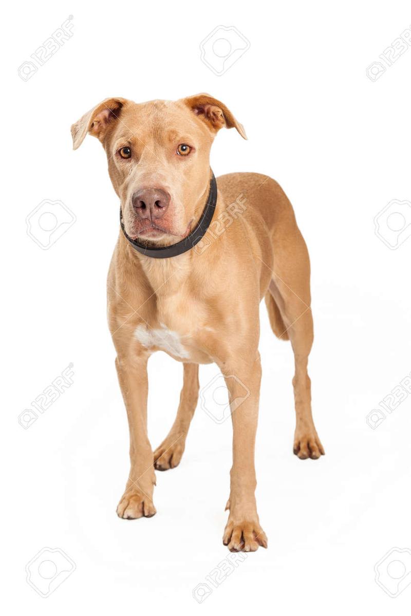 Staffordshire Bull Terrier