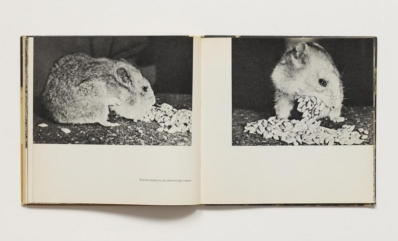 Właściwości odżywcze pomarańczy