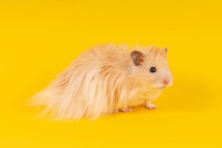 Zachowanie chomików długowłosych