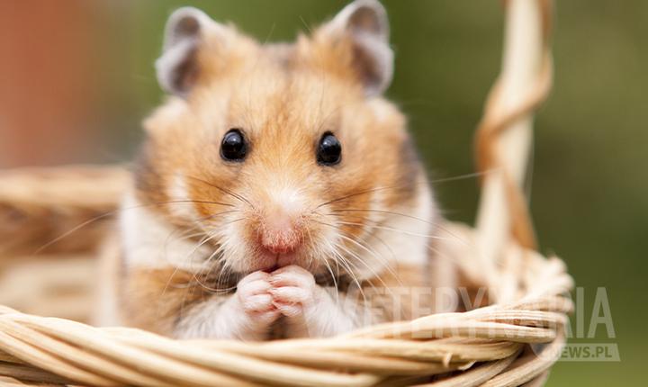 Zalety i wady posiadania chomika